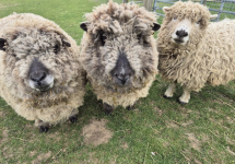 stubbsfarmalpacas