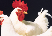 Hibreeds International Limited